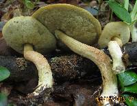 Boletus longicurvipes image