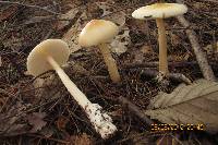 Amanita sect. Vaginatae image