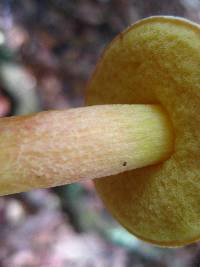 Boletus subglabripes image