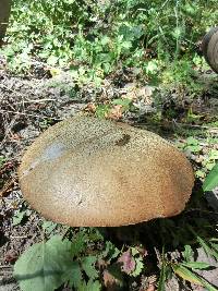 Leccinum discolor image