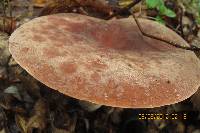 Lactarius corrugis image