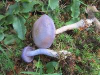 Cortinarius iodes image