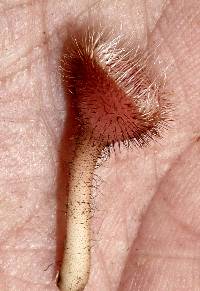 Cookeina tricholoma image