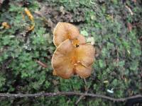 Craterellus lutescens image