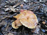Gymnopilus luteofolius image