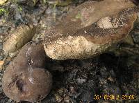 Tylopilus alboater image