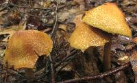 Cortinarius corrugatus image