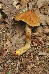 Cortinarius corrugatus image