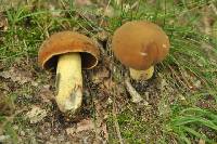 Boletus vermiculosus image