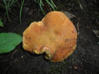 Boletus luridus image