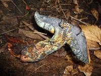 Boletus luridus image