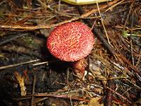 Suillus spraguei image