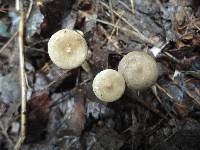 Clitocybe trullaeformis image