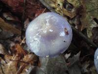 Cortinarius iodes image