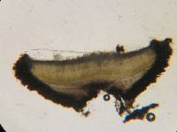 Colpoma crispum image