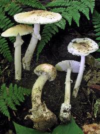 Amanita murrilliana image