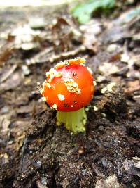 Amanita parcivolvata image