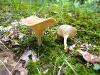 Clitocybe gibba image