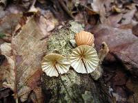 Marasmius siccus image