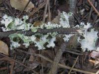 Parmotrema hypoleucinum image