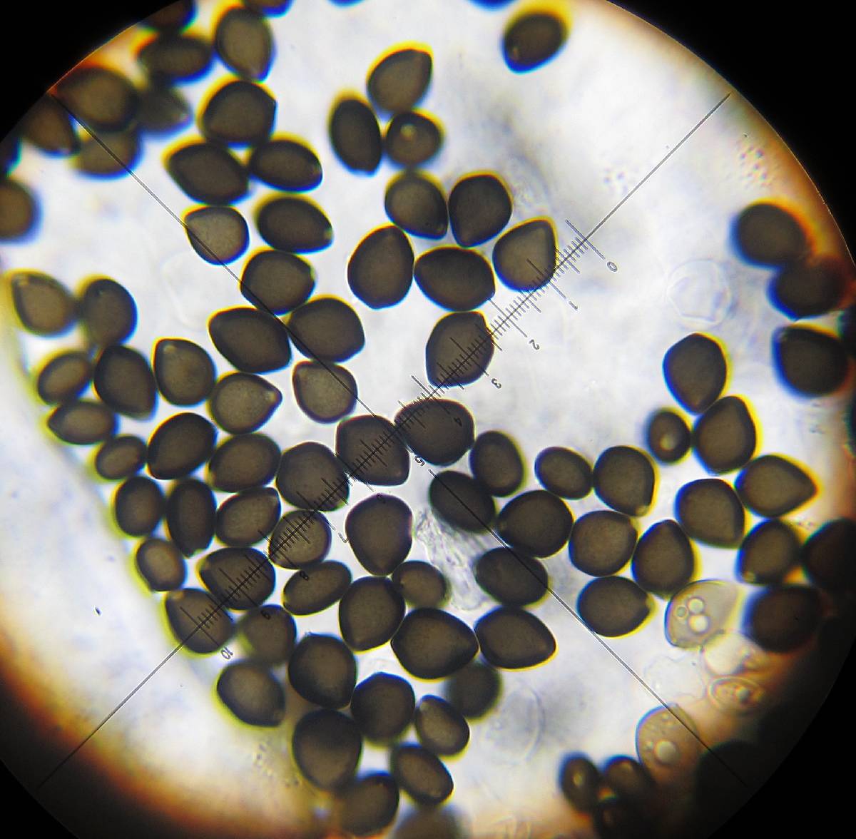 Parasola schroeteri image