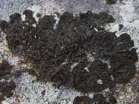 Collema nigrescens image