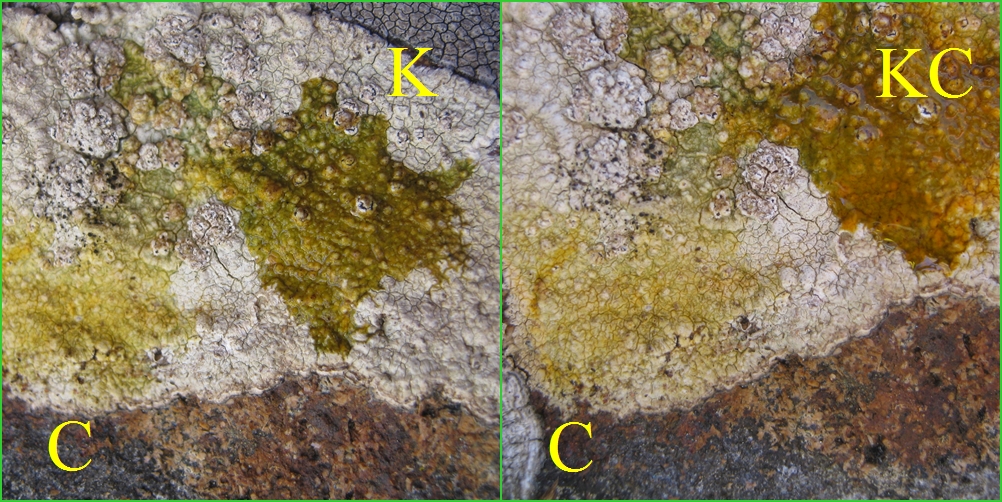 Pertusaria flavicans image