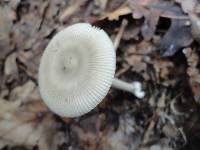 Amanita sect. Vaginatae image