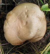 Leccinum montanum image