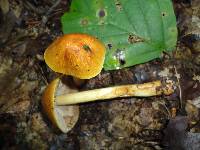 Cortinarius corrugatus image