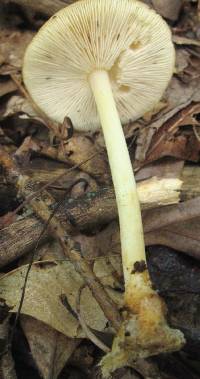 Marasmius strictipes image