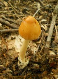 Amanita amerifulva image