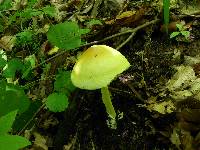 Amanita banningiana image