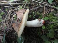 Russula pectinatoides image