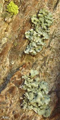 Hypogymnia imshaugii image