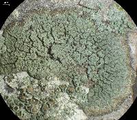 Rinodina endospora image