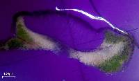 Aspicilia cyanescens image