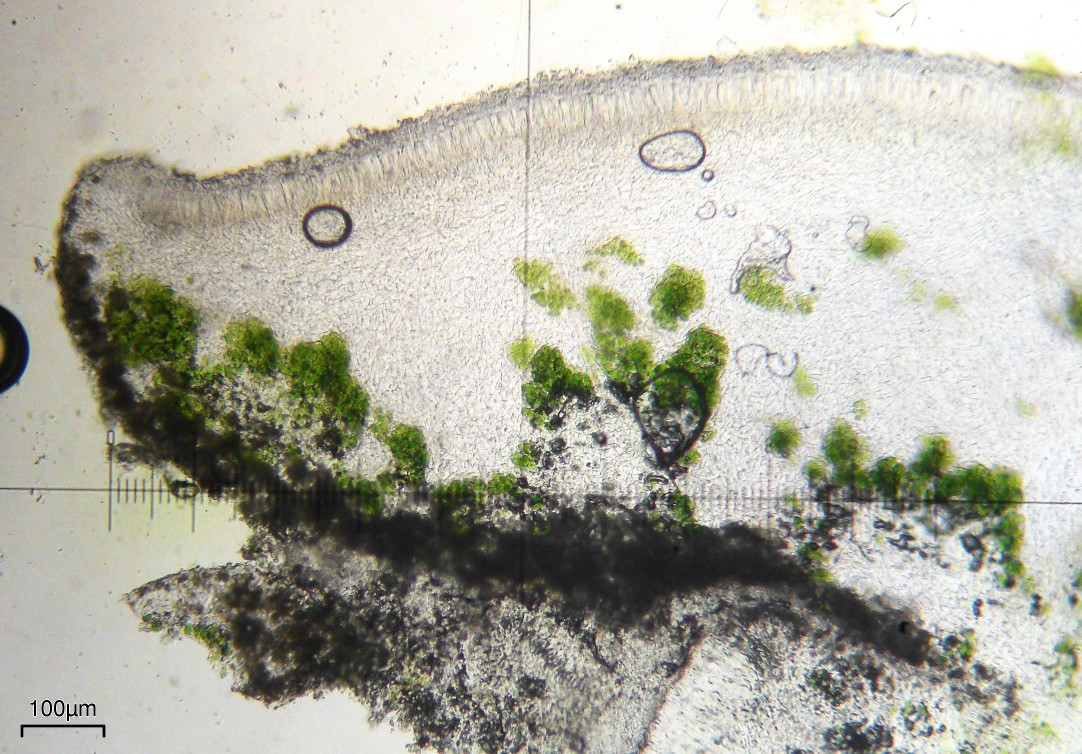 Lecanora stenotropa image