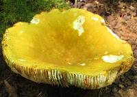 Russula ochroleucoides image