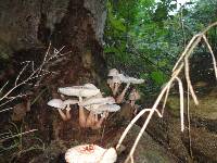 Leucoagaricus americanus image