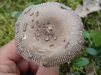 Amanita rhacopus image