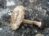 Inocybe suaveolens image