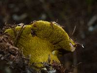 Hypomyces luteovirens image
