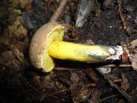 Boletus pulverulentus image