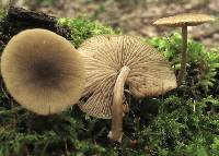 Simocybe centunculus var. centunculus image