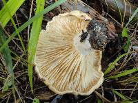 Lactarius psammicola image