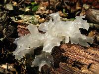 Tremella fuciformis image