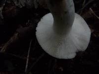 Russula betularum image