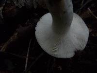 Russula betularum image