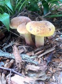 Boletus pseudosensibilis image